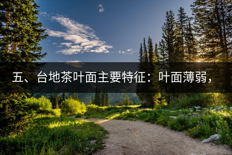 五、臺(tái)地茶葉面主要特征：葉面薄弱，如薄紙易折;沖泡之后無(wú)力恢復(fù)彈性，甚至多次沖泡也不能展開，葉子愈薄愈差。