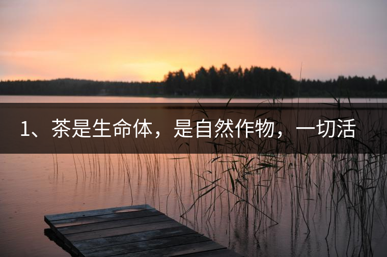1、茶是生命體，是自然作物，一切活動(dòng)受自然規(guī)律影響。
