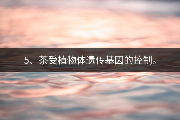 5、茶受植物體遺傳基因的控制。