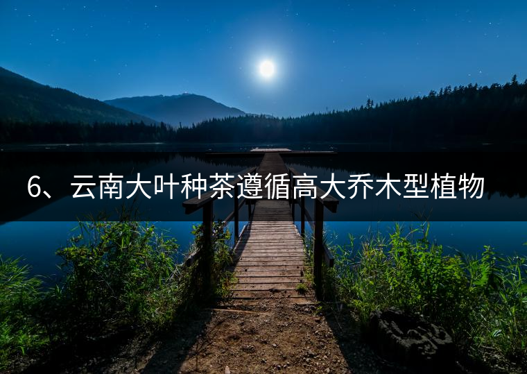 6、云南大葉種茶遵循高大喬木型植物的普遍規(guī)律。