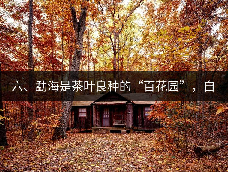 六、勐海是茶葉良種的“百花園”，自稱“第一縣”不足奇