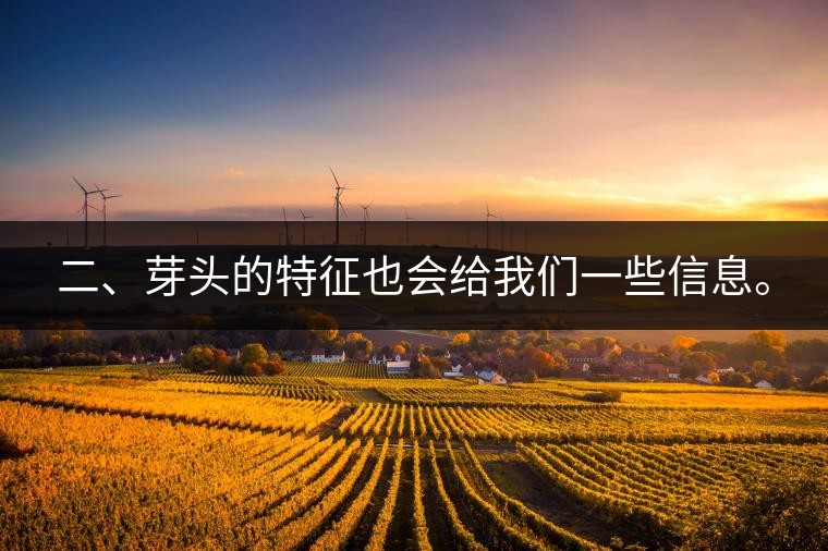 二、芽頭的特征也會給我們一些信息。