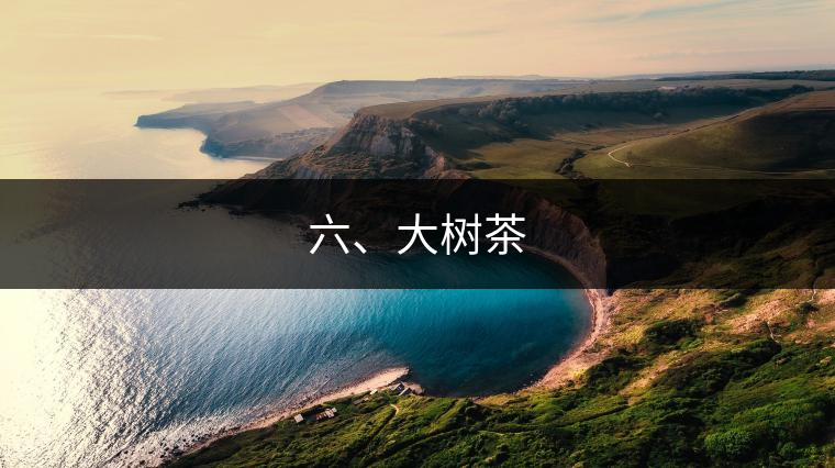 六、大樹茶