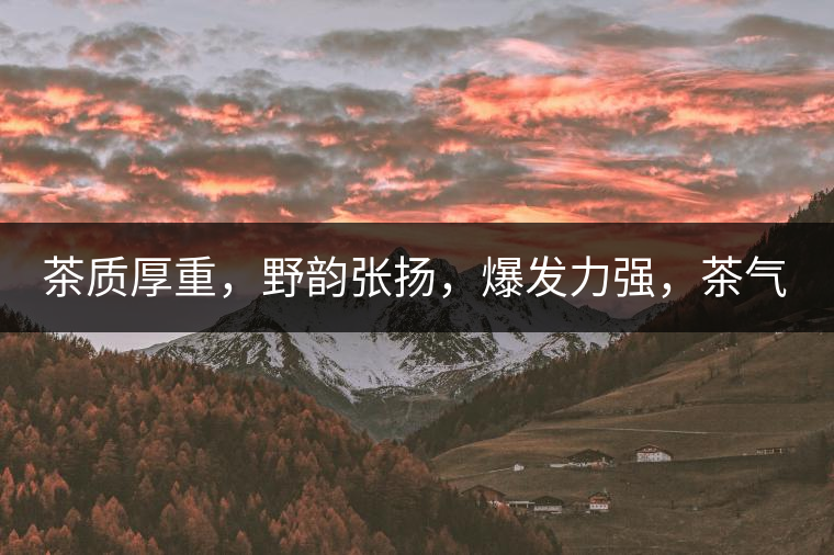茶質(zhì)厚重，野韻張揚(yáng)，爆發(fā)力強(qiáng)，茶氣十足
