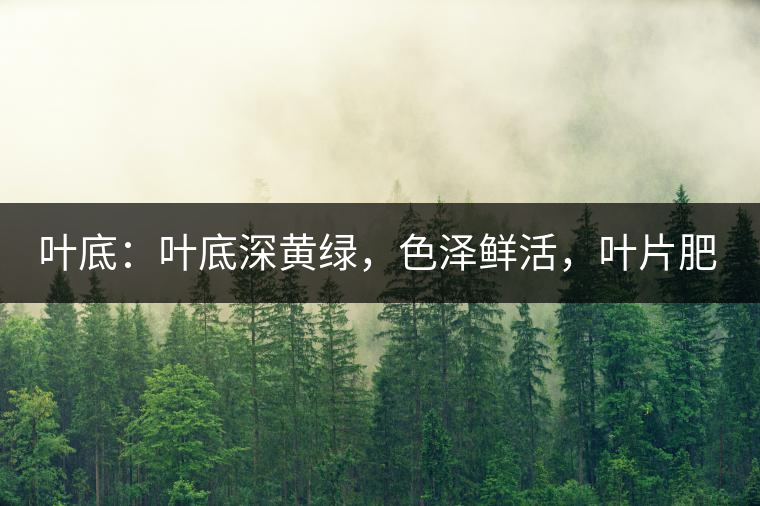 葉底：葉底深黃綠，色澤鮮活，葉片肥厚，梗莖肥壯，而且非常柔韌。