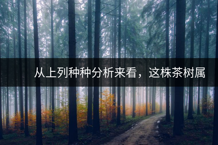 　　從上列種種分析來看，這株茶樹屬野生類型應無疑問。