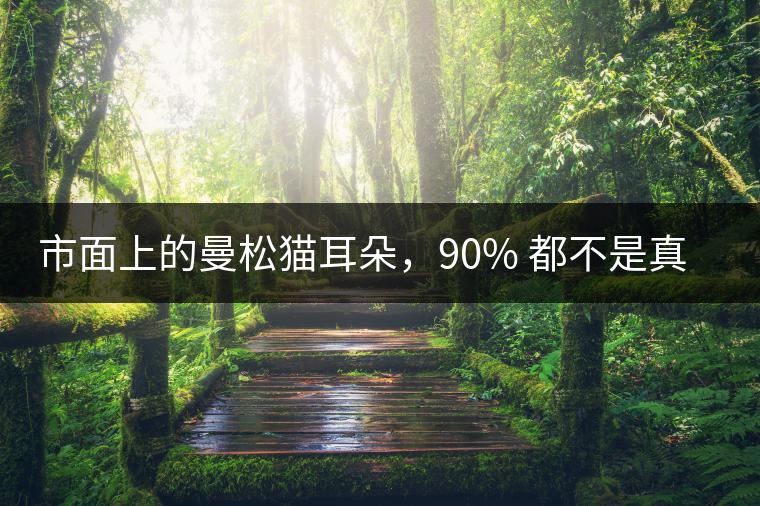 市面上的曼松貓耳朵，90% 都不是真的