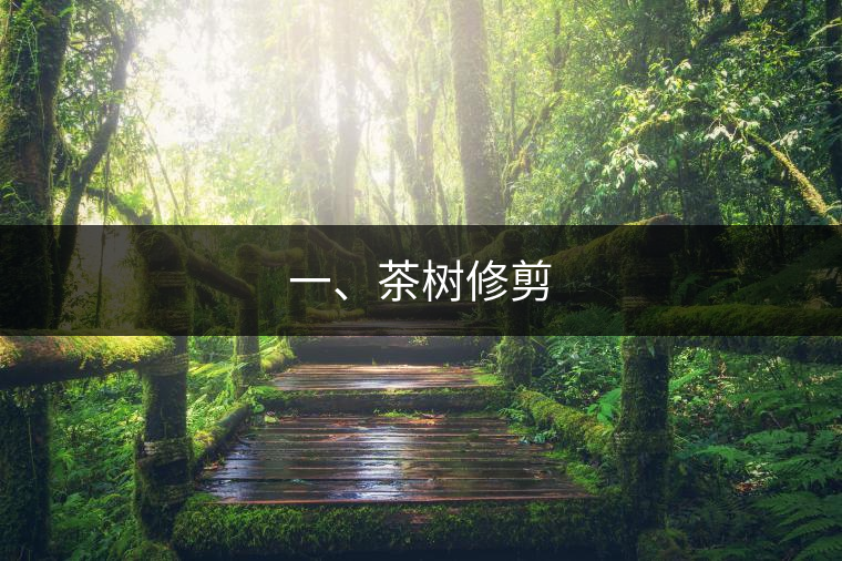 一、茶樹修剪