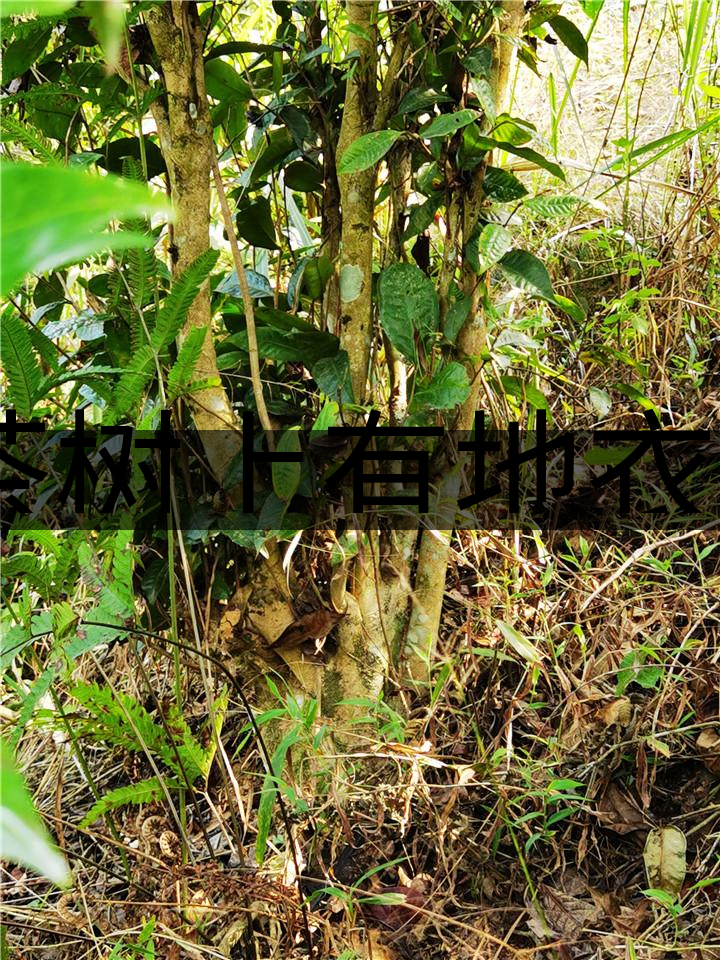 茶樹(shù)上有地衣或苔蘚是不是有害的？-1