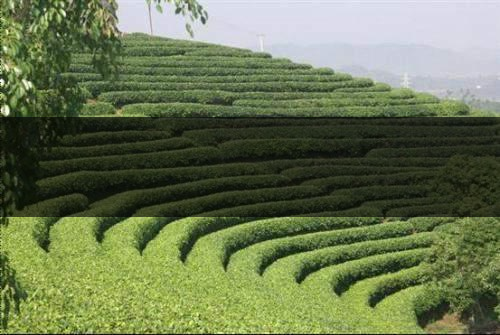 云南茶業(yè)概況簡單介紹(一講) 云南茶業(yè)概況簡單介紹(一講)