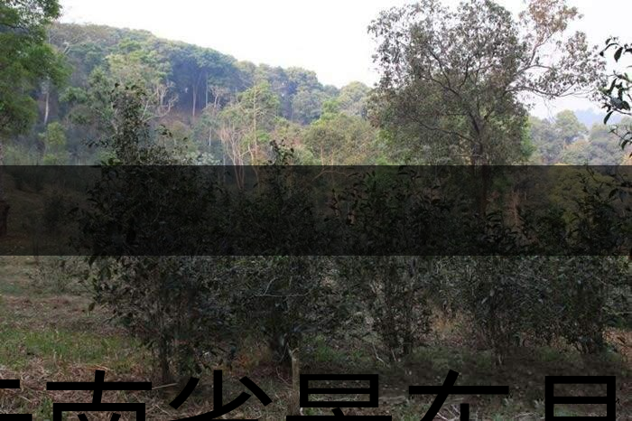 云南省景東縣茶業(yè)概況簡述(第一章) 云南省景東縣茶業(yè)概況簡述(第一章)