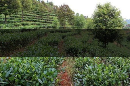 云南省思茅區(qū)茶業(yè)概況簡述（上篇）