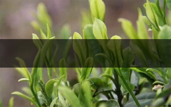 什么是雨前茶？雨前茶有何特點(diǎn)？