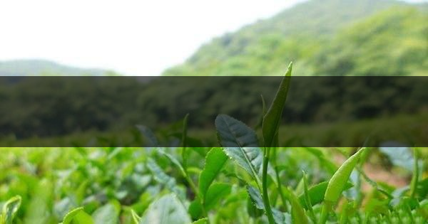 云南省騰沖市茶業(yè)概況簡述