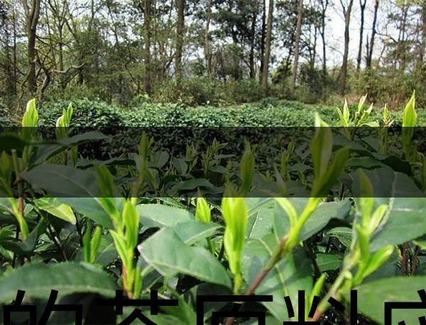 好的茶原料應(yīng)具備的幾個(gè)必要條件？