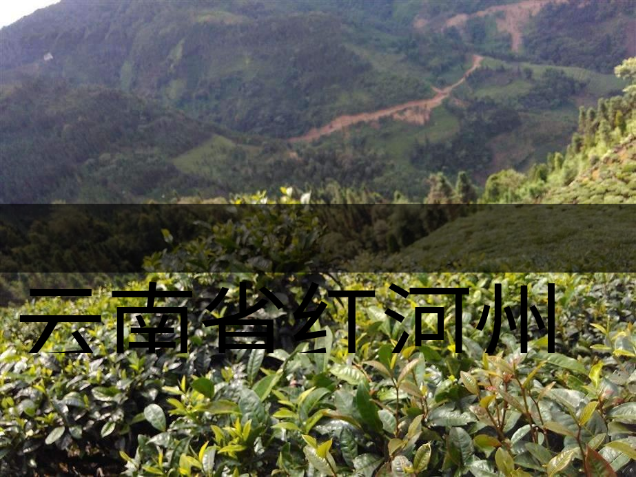 云南省紅河州茶業(yè)概況簡(jiǎn)述(上集) 云南省紅河州茶業(yè)概況簡(jiǎn)述(上集)