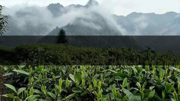 茶葉的甜爽和甘爽各是什么感覺(jué)？