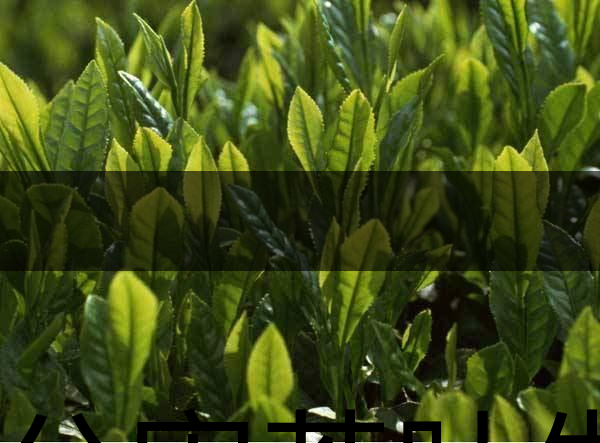 無公害茶葉生產(chǎn)規(guī)范的條件有哪些？（上篇）