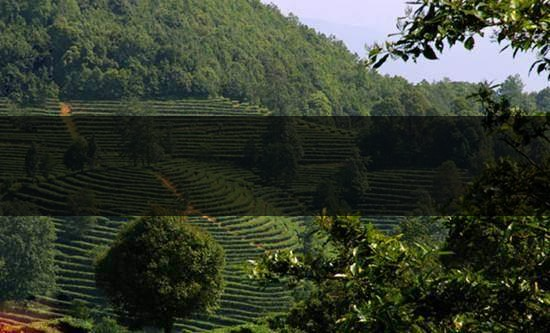 云南峨山高香萬畝生態(tài)茶業(yè)有限責(zé)任公司-1 云南峨山高香萬畝生態(tài)茶業(yè)有限責(zé)任公司-1