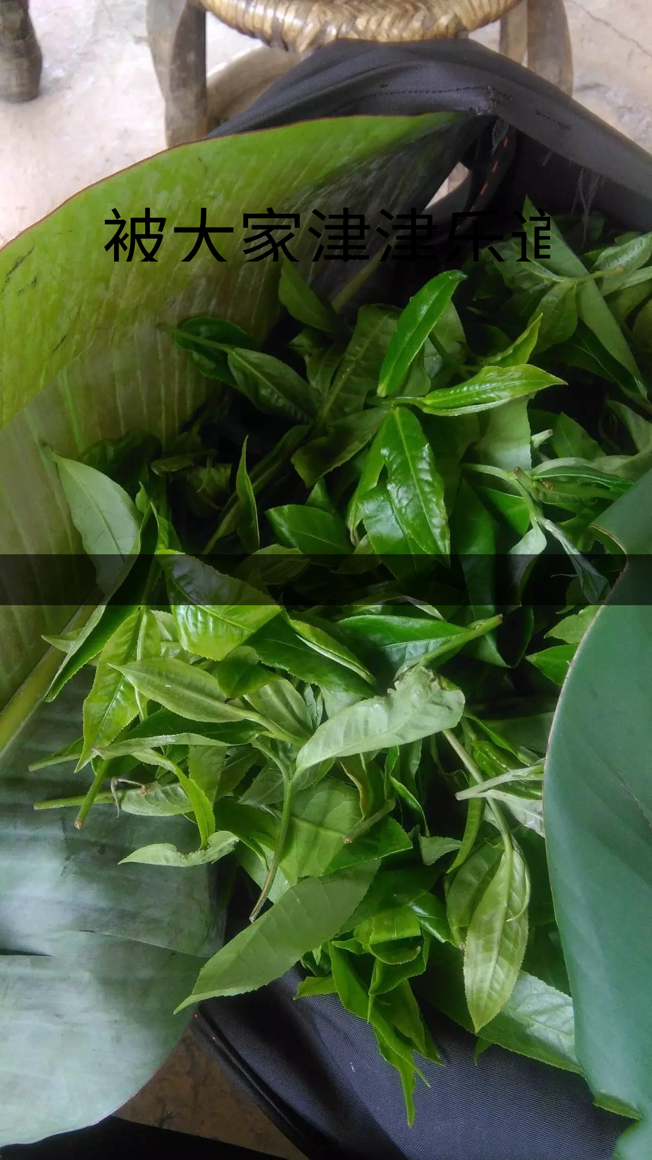 被大家津津樂(lè)道的森林茶，你知道是什么？-1-1