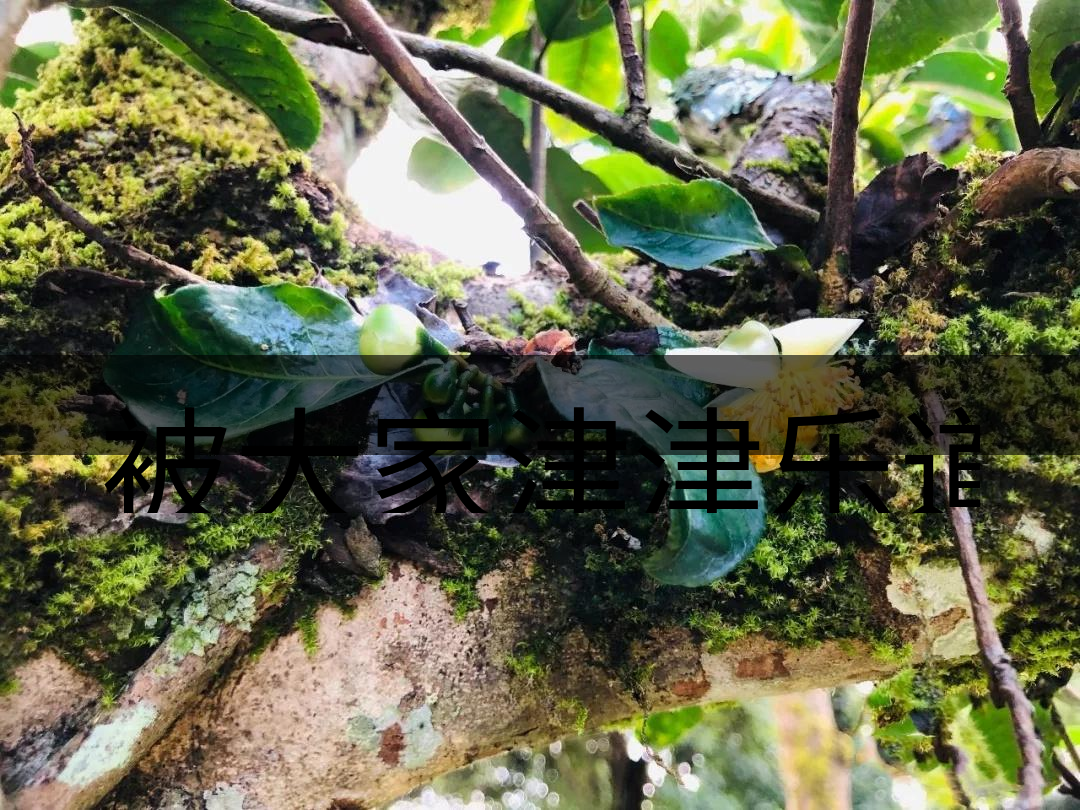 被大家津津樂(lè)道的森林茶，你知道是什么？-4-1