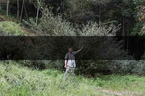 老楊說茶：武夷尋茶之三：巖茶巖韻形成的四-1-1