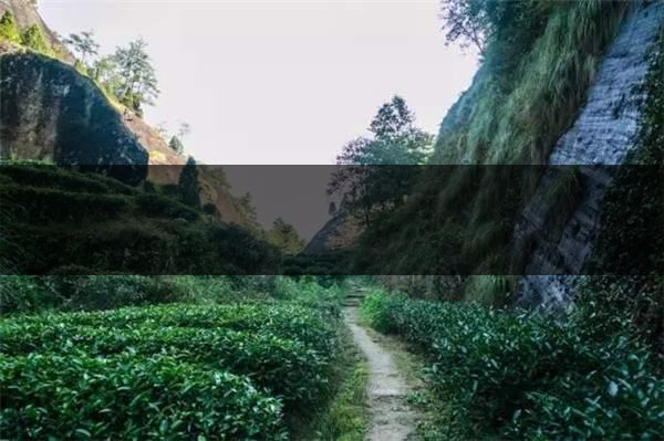 喝武夷山巖茶的香，什么是工藝香？-4