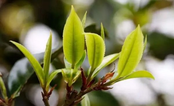 一杯刮風(fēng)寨，邂逅山野之韻