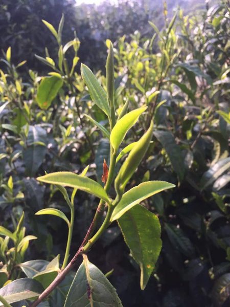 為什么古樹普洱春茶這么受追捧？