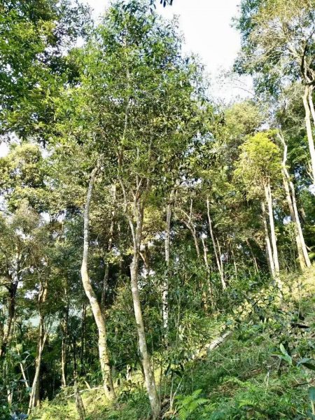 你喝不出來的“高桿古樹”或許就是一個偽概念、偽命題