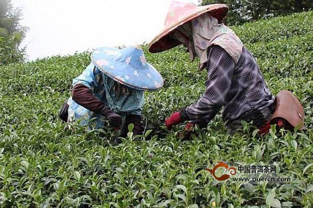 杉林溪茶什么時(shí)候采摘