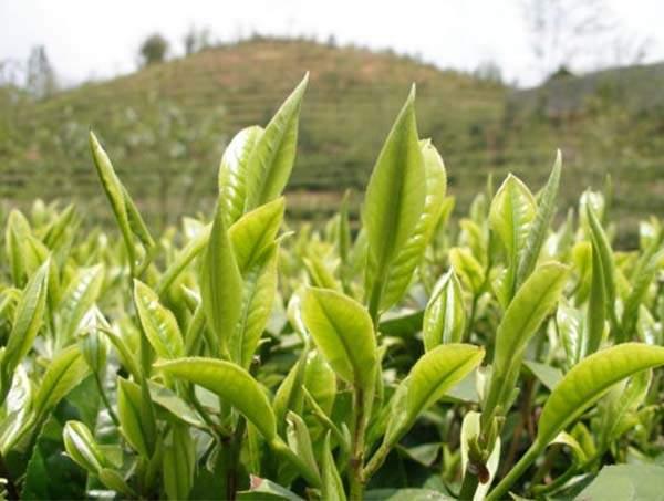 春茶到底好在哪里？
