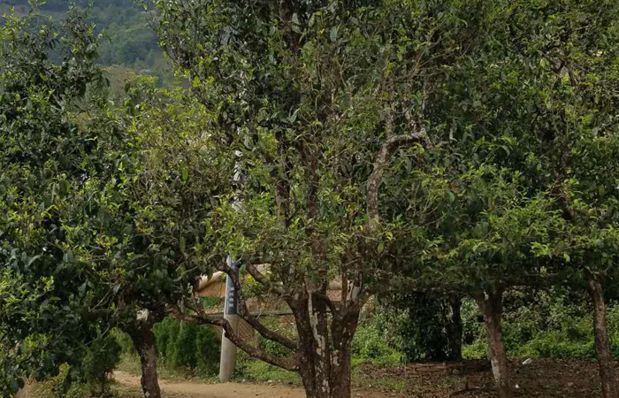 2021年冰島老寨秋茶口感特點(diǎn)？