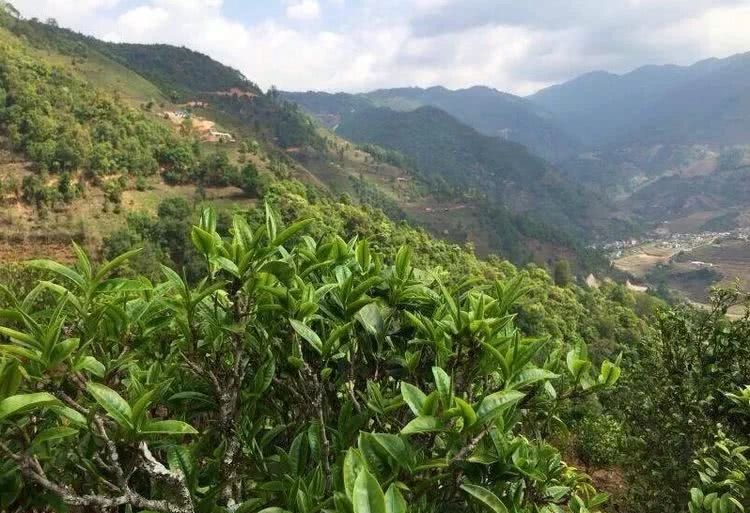 2021年冰島秋茶，你所需要知道的七個(gè)事實(shí)