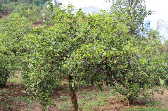 2021年冰島古樹秋茶價(jià)格，歷史價(jià)格