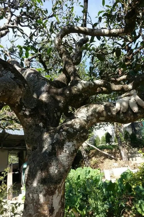 2021年冰島秋茶為何也受喜愛(ài)？