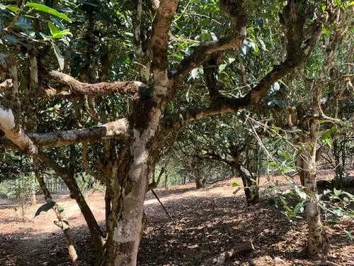 2021年磨烈古樹秋茶特點(diǎn)？