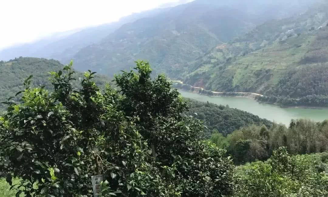 2021年單論茶氣，冰島也不如它-磨烈古樹秋