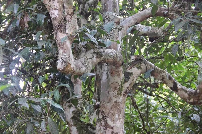 2021小戶賽古樹秋茶與冰島茶哪里不一樣？