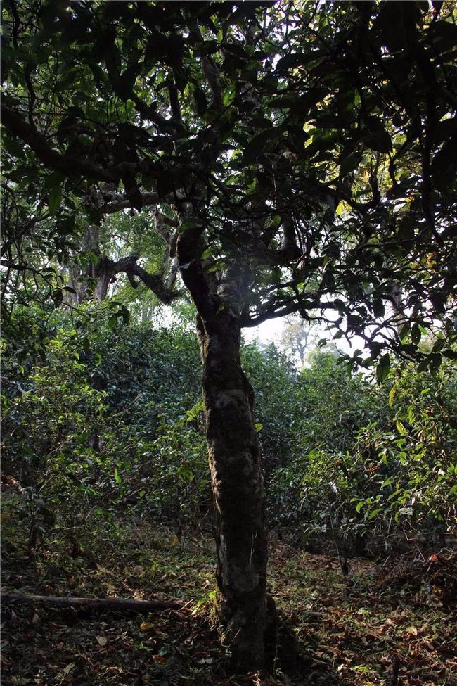 2021年大戶賽古樹秋茶特點(diǎn)？