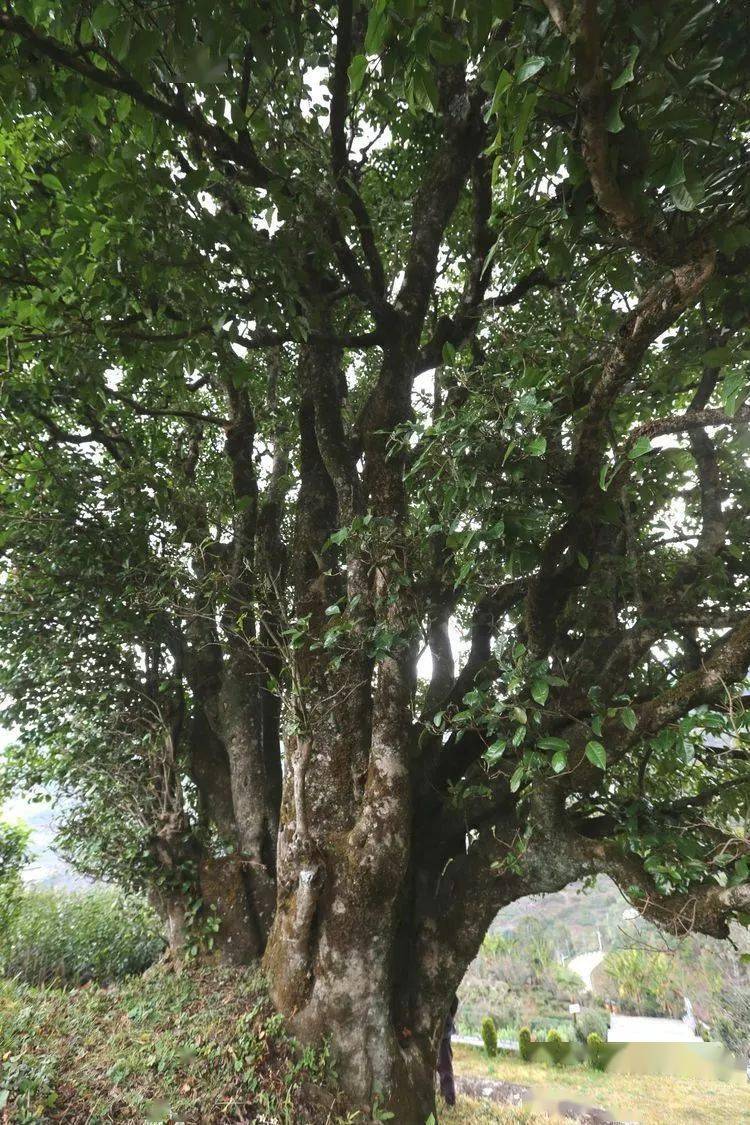 2021臨滄大戶賽秋茶因何被稱為潛力股？