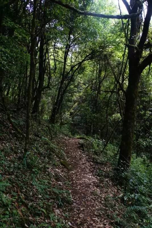 2021年大戶賽古樹秋茶價(jià)格是多少？