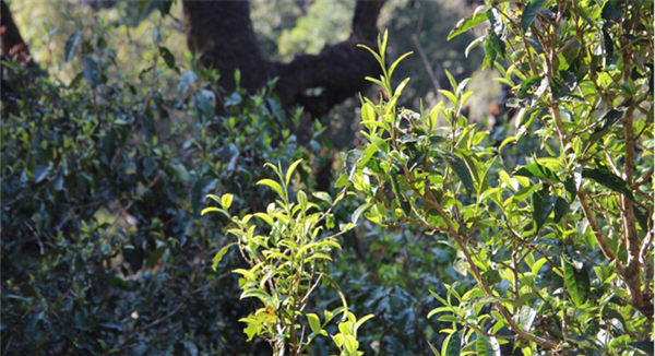2021大雪山古樹秋茶香甜順滑！
