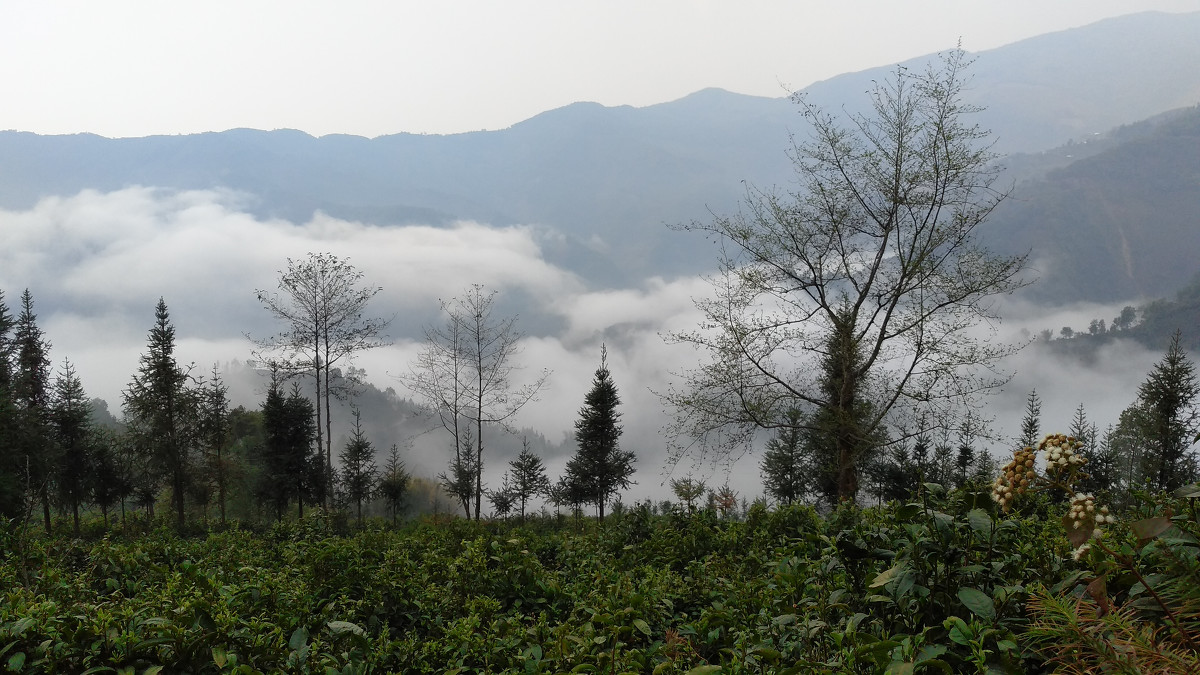 2021年大雪山古樹秋茶價格是多少？