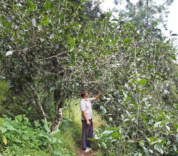 2021壩糯古樹秋茶藤條茶！不是樹種，而是這樣形成的！