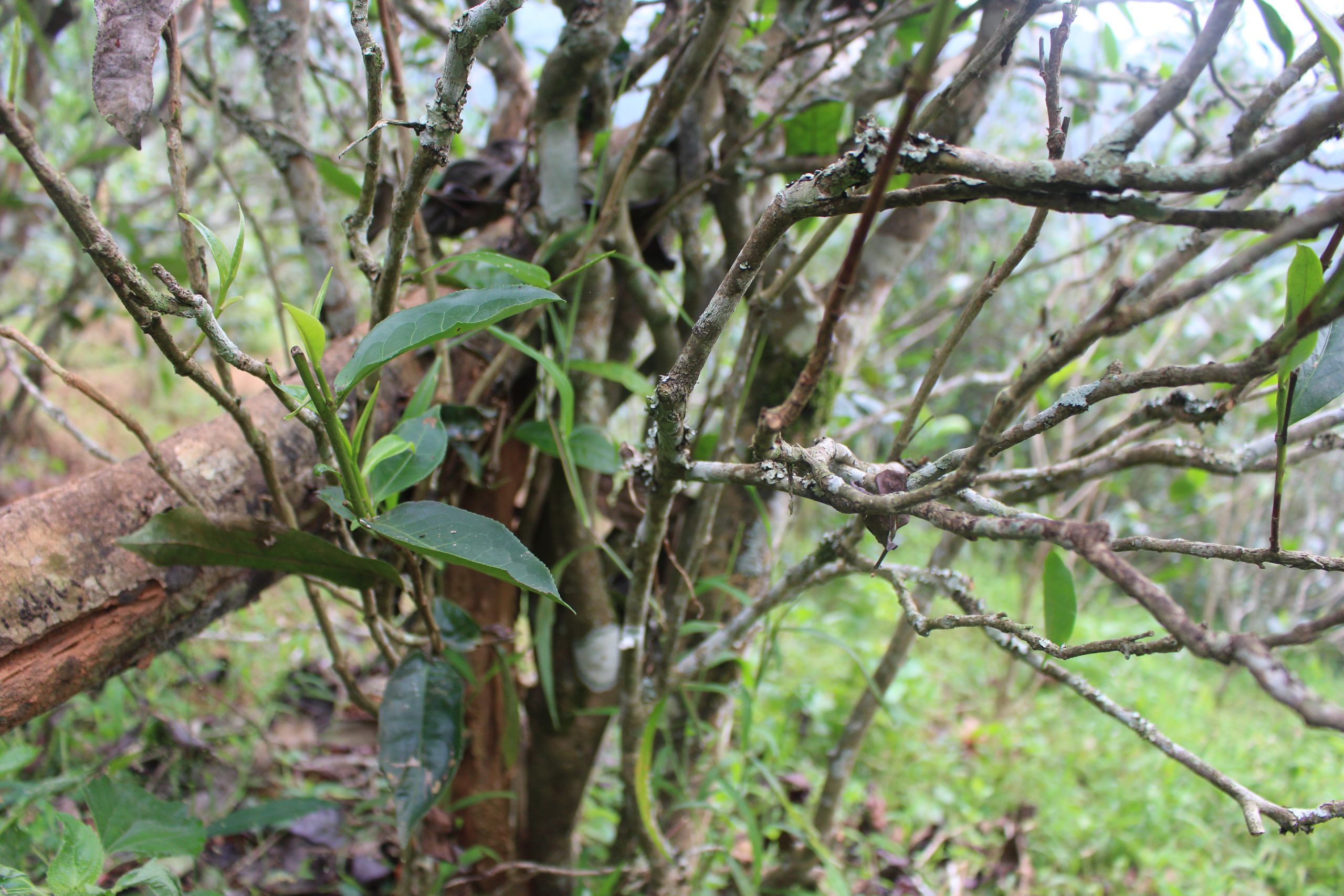 2021年壩糯古樹秋茶價格多少？