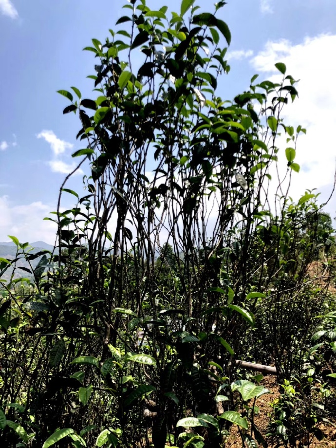 2021年壩糯古樹秋茶品鑒！