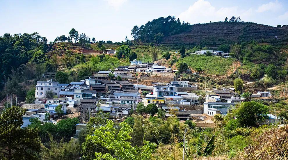 2021年正氣塘古樹秋茶為何號稱小冰島？