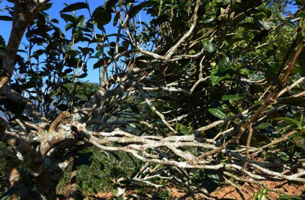 2021年正氣塘古樹秋茶花蜜香氣盈盈，冰糖甜韻深邃！