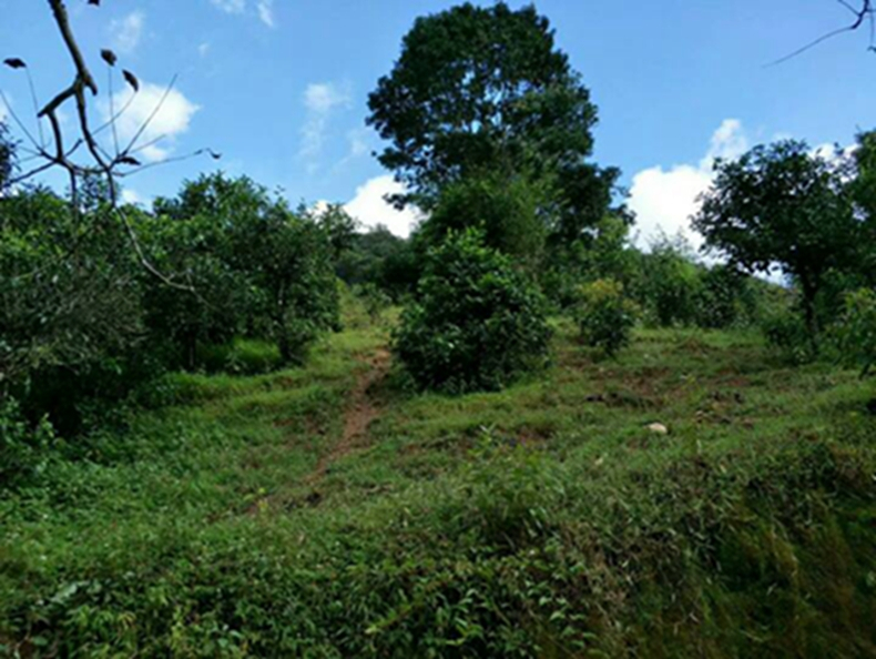 2021年冰島南迫古樹秋茶特點？